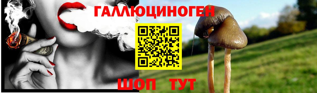 Галлюциногенные грибы Magic Shrooms  Вход с VPN  Волхов  где можно купить наркотик  Галлюциногенные грибы Psilocybe 